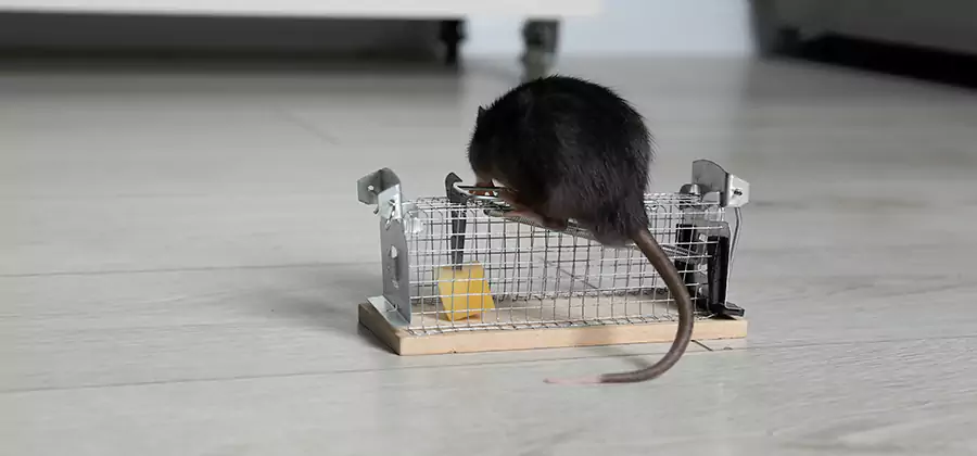 Mice in Attic Removal Montclair