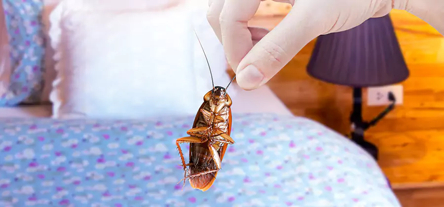 Fast Roach Elimination in Montclair
