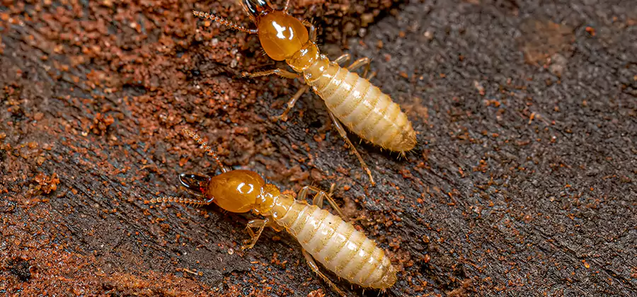 Structural Heat Termite Treatment in Montclair