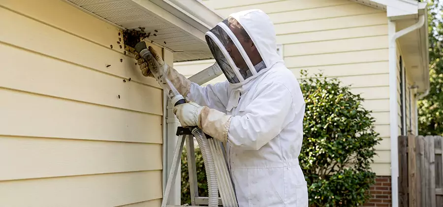 Wasp Nest in Wall Removal in Montclair
