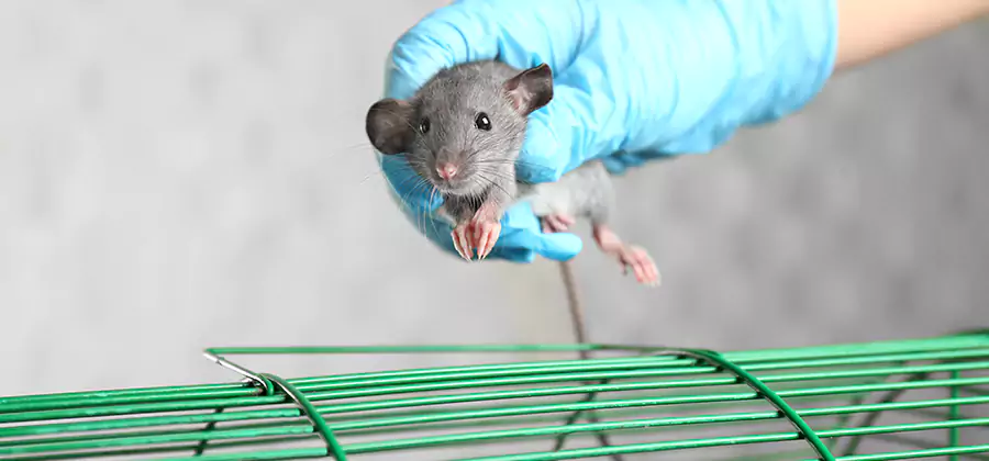 Humane Rat Trapping in Montclair