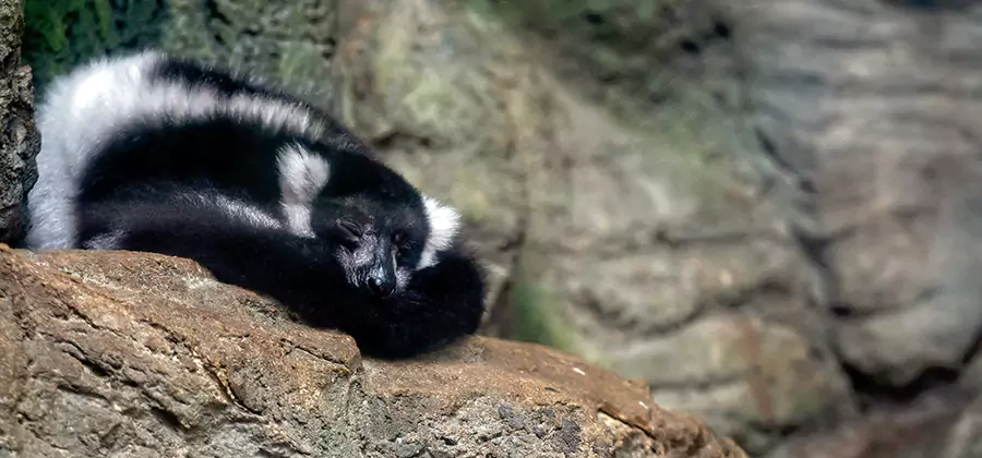 Humane Skunk Removal in Montclair