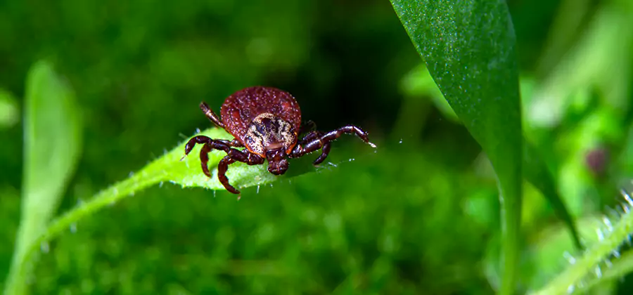 Tick Prevention for Yard in Montclair