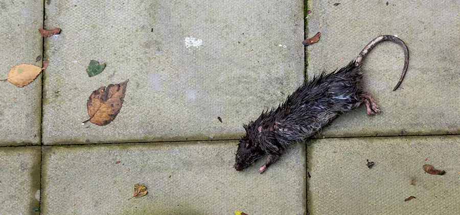 Mice in the Attic Removal in Montclair