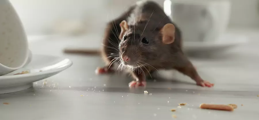 Rodent Feces Removal in Montclair
