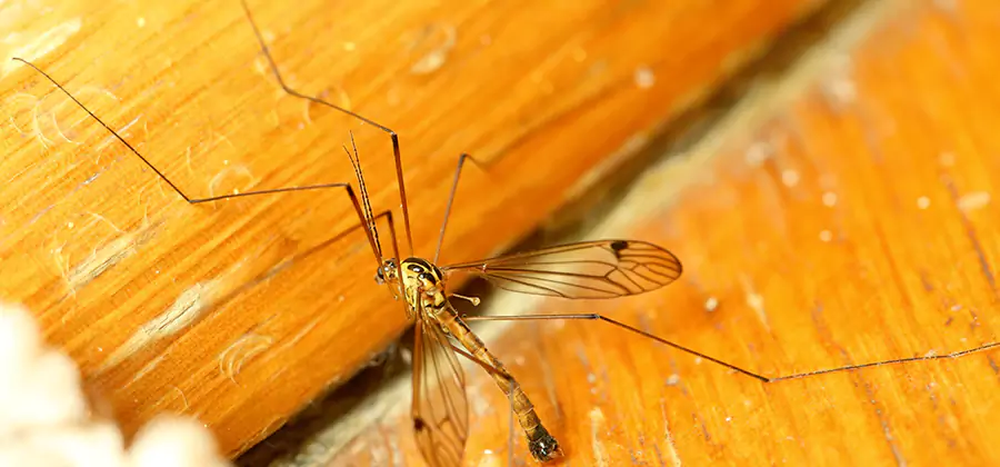 Exterior Mosquito Control in Montclair