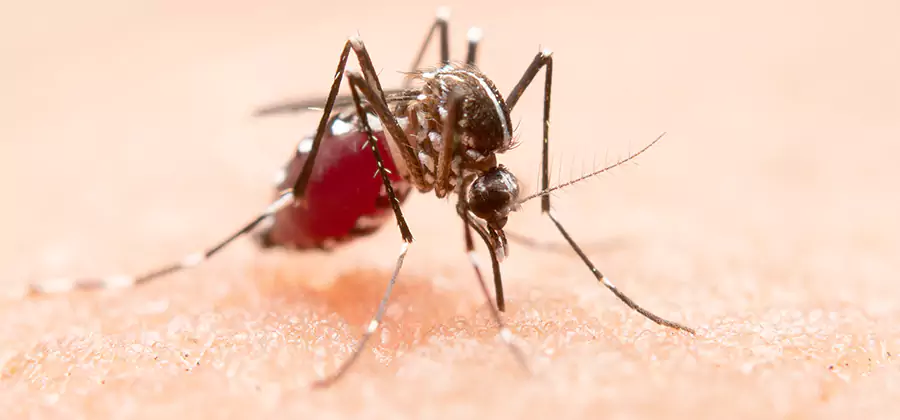 Indoor Mosquito Killer and Interior Control in Montclair