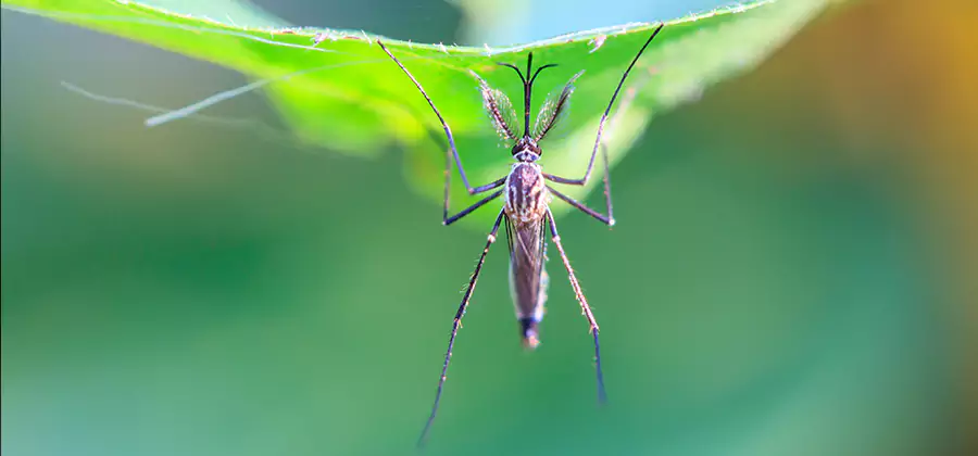 Pest and Mosquito Control for Yard and Patio in Montclair