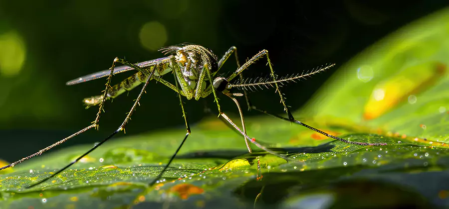 Tick and Mosquito Spray in Montclair