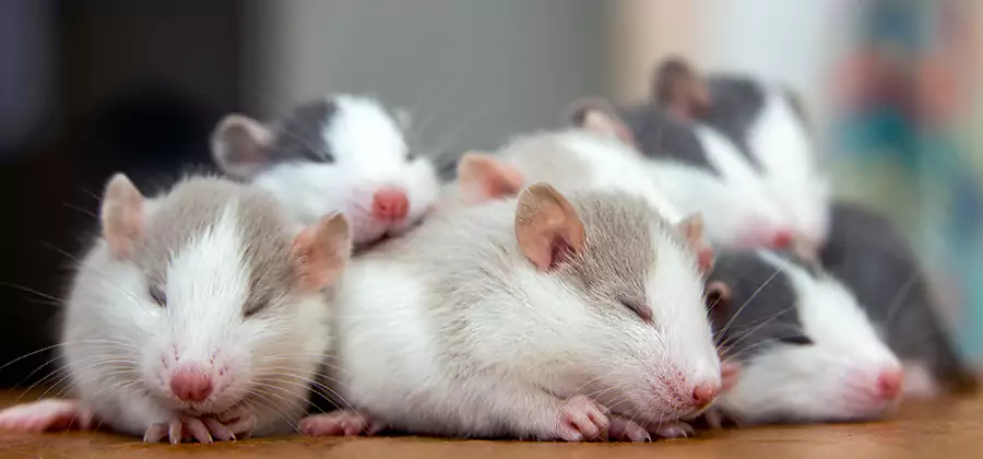 Montclair Pet Safe Mice Control