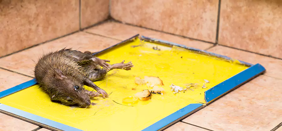Mouse and Rat Control in Montclair