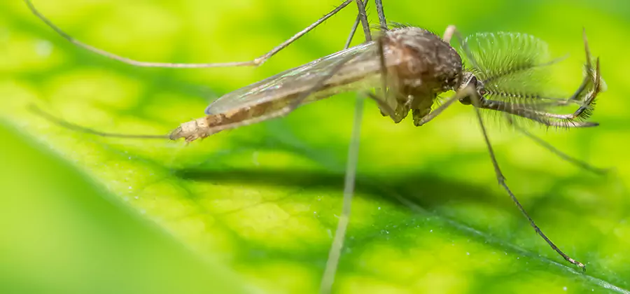 Herbal Mosquito Repellent Treatment in Montclair
