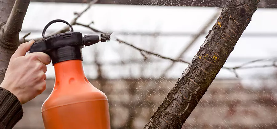 Orange Oil Structural Cavity Treatment in Montclair
