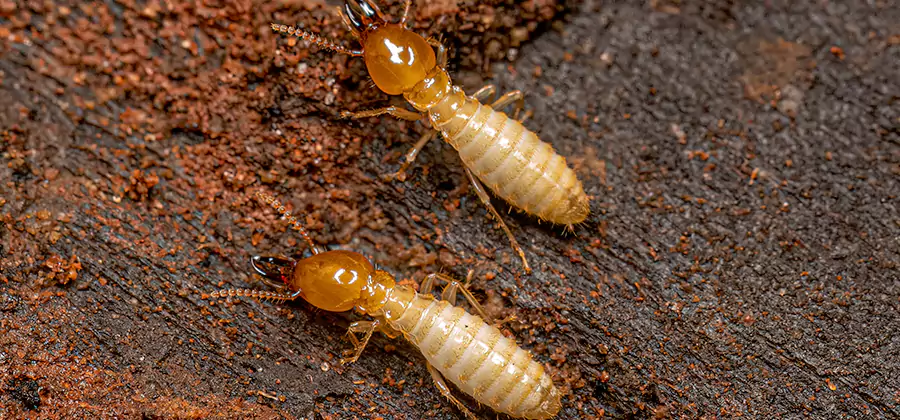 Natural Ant Hill Killer Treatment in Montclair