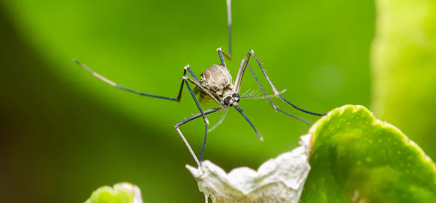 Natural Outdoor Mosquito Repellent in Montclair