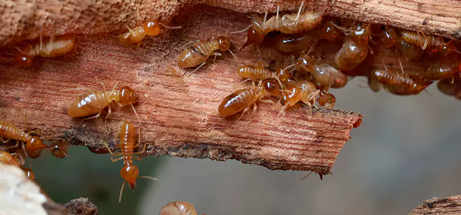 Termite Pest Management in Montclair