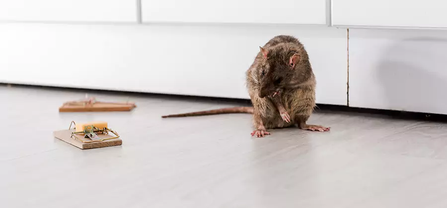 Rat Baiting Removal Service in Montclair