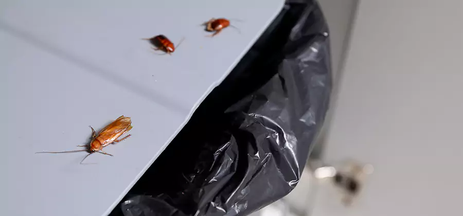 German Roach Pest Control in Montclair