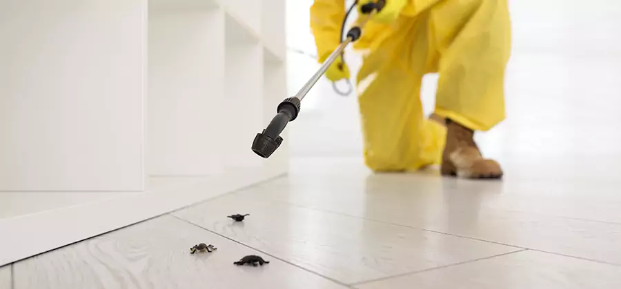 Roach and Bed Bug Exterminator in Montclair