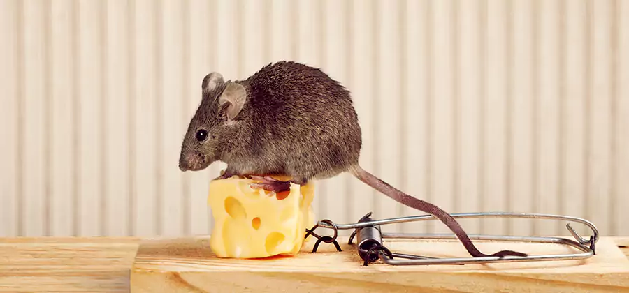 Commercial Rodent Exclusion Services in Montclair