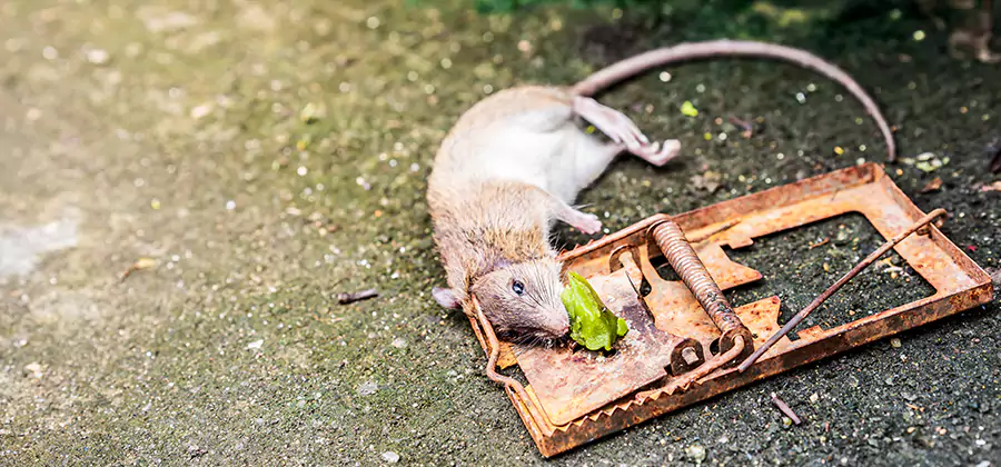 Rat Trapping in Montclair