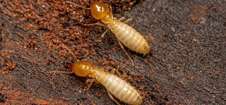 Sentricon Residential Termite Control in Montclair