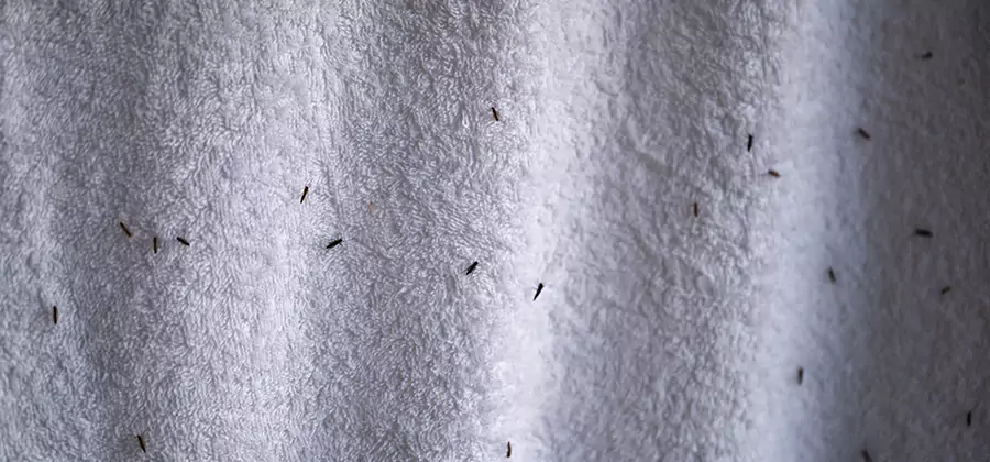 Small Black Ants in Bathroom Treatment in Montclair