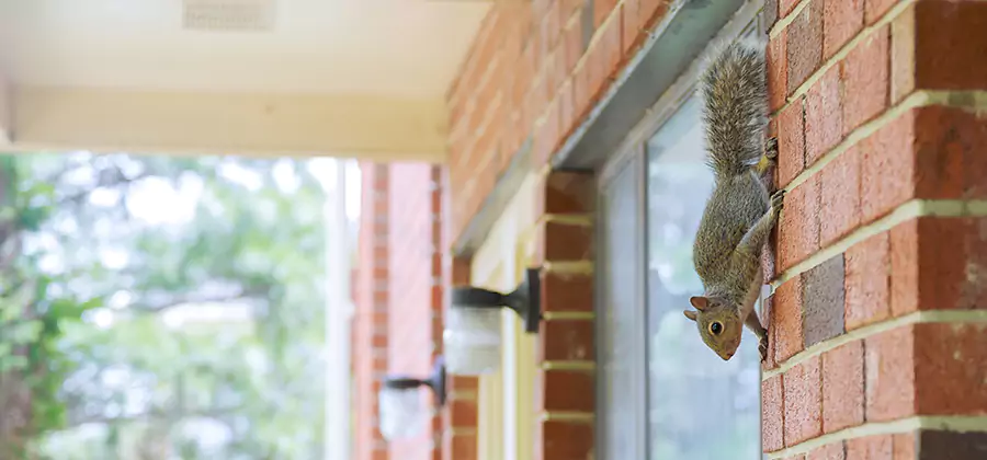 Squirrel Inside Walls Removal in Montclair
