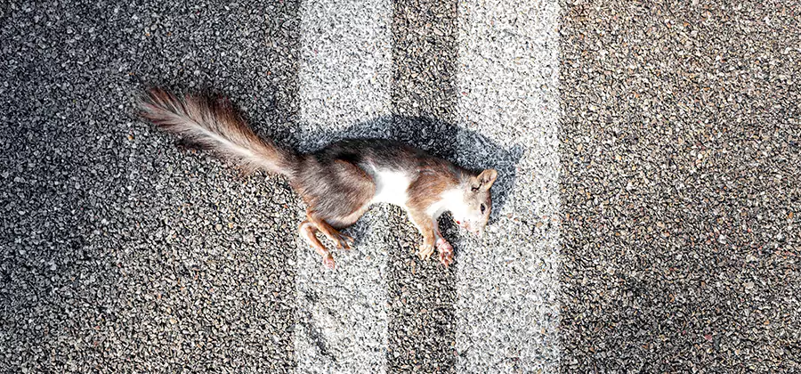 Dead Squirrel Removal in Montclair
