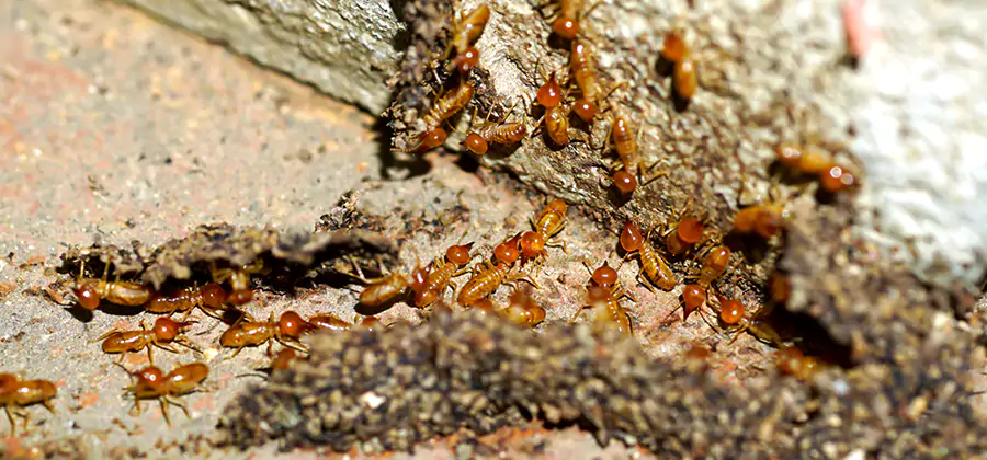 Wood Treatment and Localized Termite Solutions in Montclair