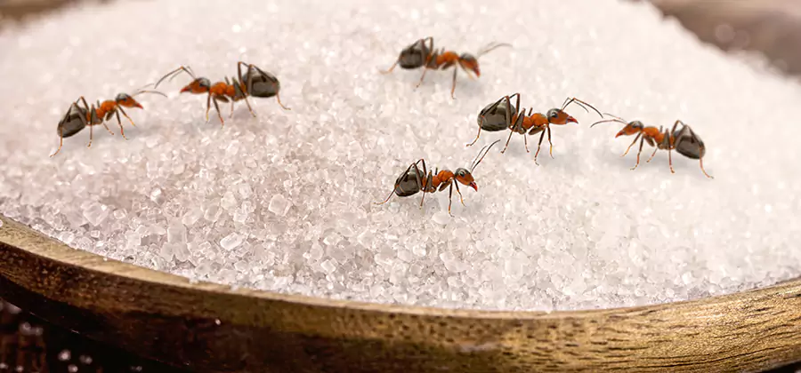 Indoor Sugar Ant Treatment in Montclair