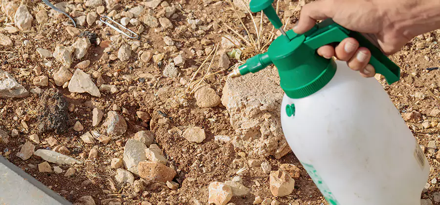 Heat Treatment Termite Cost in Montclair