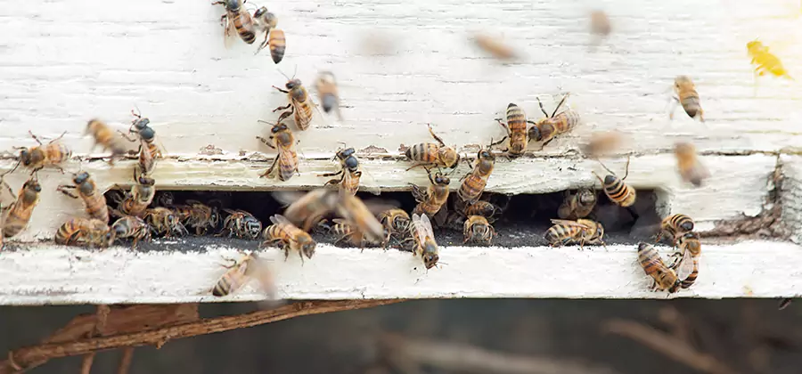 Residential Termite Fumigation in Montclair