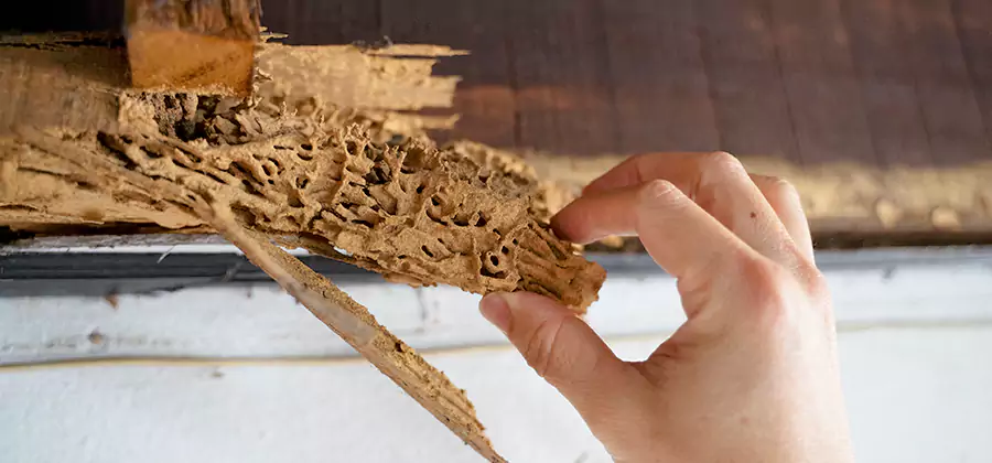 Pre-Purchase Termite Inspection in Montclair