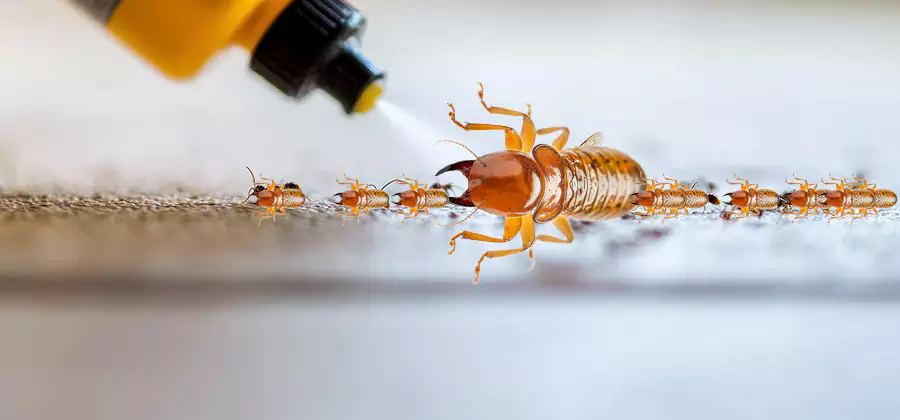 Foundation Termite Spraying Control in Montclair