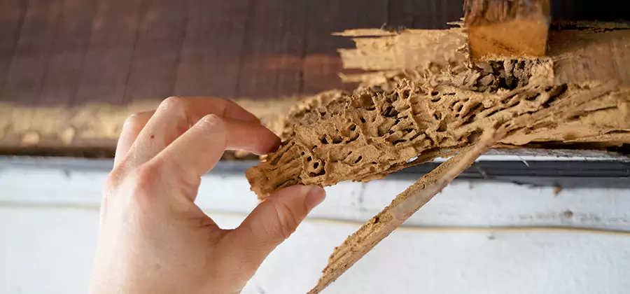 Pre-Construction Termite Treatment in Montclair
