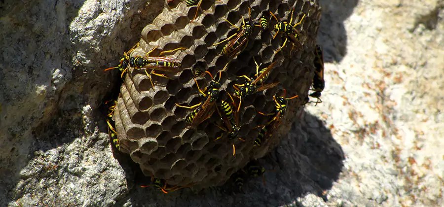 Wasp Nest in Tree Removal Montclair