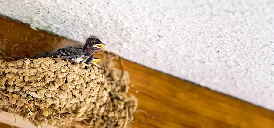 Bird Removal From House in Montclair