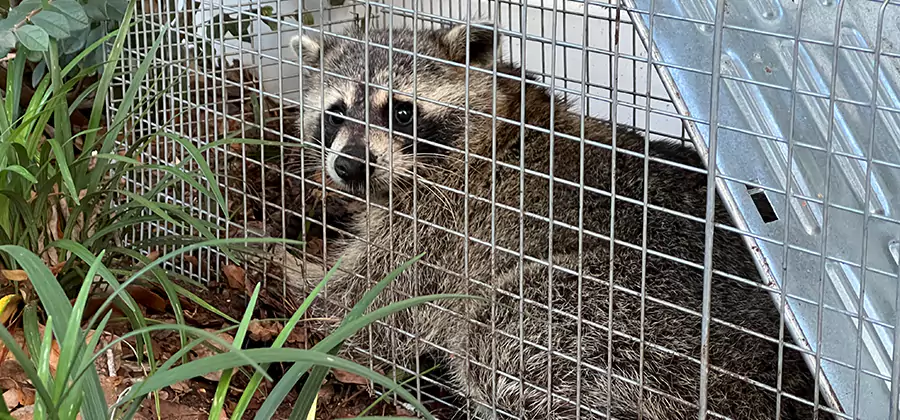 Wildlife Relocation Services in Montclair