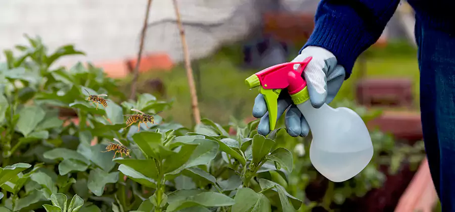 Yellow Jacket Pest Removal for Commercial Properties in Montclair