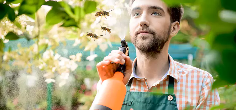 Yellow Jacket Wasp Removal in Montclair