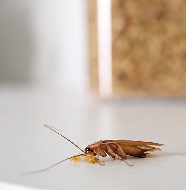 Why Montclair Pest Control Pro Stands Out in Montclair, NJ?
