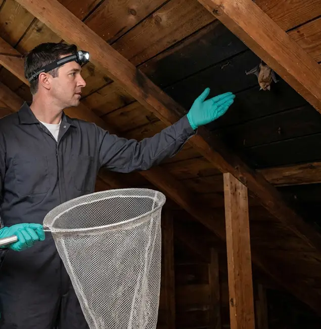Why Montclair Pest Control Pro Is the Right Choice in Montclair, NJ?