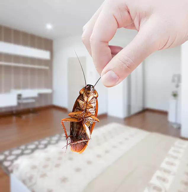 Why Montclair Pest Control Pro Stand Out for Bed Bug Fumigation in Montclair, NJ?