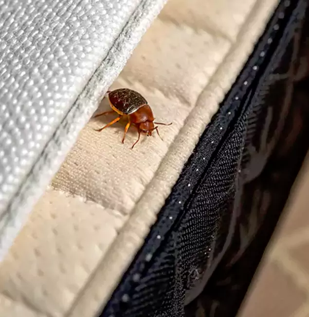 Why Choose Montclair Pest Control Pro for Bed Bug Treatment at Home in Montclair, NJ?