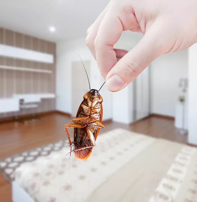 Why Montclair Pest Control Pro Stand Out For Bed Bug Inspection in Montclair, NJ?