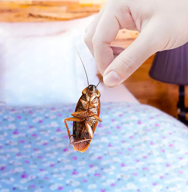 Why Choose Montclair Pest Control Pro for Bed Bug Treatment in Montclair, NJ?