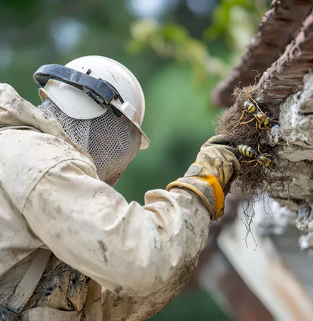 Why Montclair Property Owners Choose Montclair Pest Control Pro for Bee Exterminator?