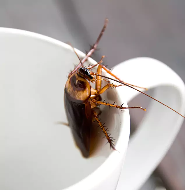 Why Montclair, NJ Residents Trust Montclair Pest Control Pro for Cockroach Fumigation?