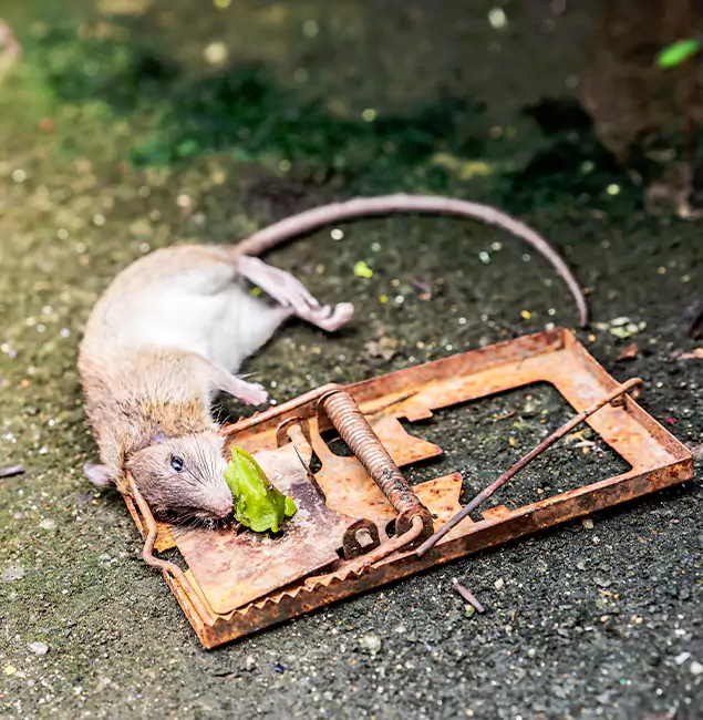 Why Montclair, NJ Homeowners Trust Montclair Pest Control Pro for Rodent Removal?